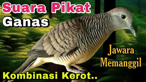 Perkutut Lokal Gacor Mental Juara Cocok Untuk Pikat Pancingan Bikin