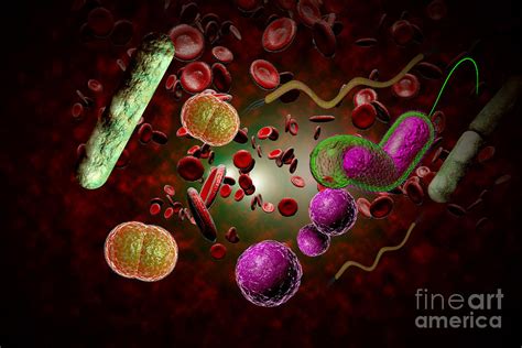 Bacteria Infection Bloodstream Photograph By Ezume Images Pixels