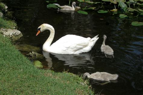 A Swan And Cygnets