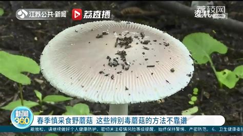 春季慎采食野蘑菇 这些辨别毒蘑菇的方法不靠谱我苏网