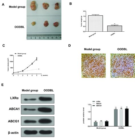 OODBL Represses Tumor Growth Of OSCC Cells In Vivo A E The Effect Of