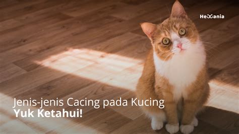 Jenis Cacing Pada Kucing Yang Bisa Sebabkan Penyakit Cacingan Hewania