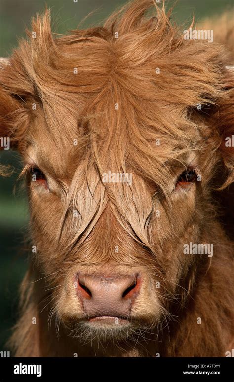 Highland Cattle Portraits Hi Res Stock Photography And Images Alamy