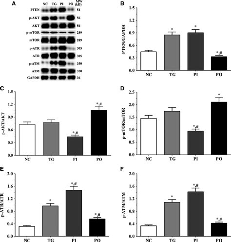 Effect Of Bortezomib On Activation Of Ptenpi3kaktmtor Signalling