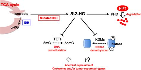 Idh Mutation And Oncometabolite R Hg Mutated Idh Prefers The