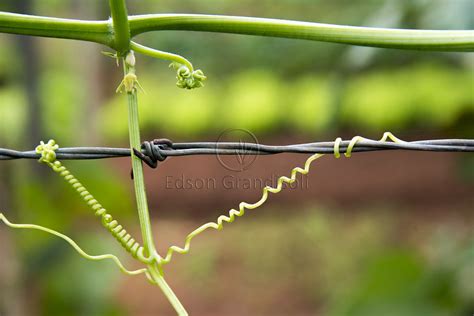 Biologia E Ci Ncias Na Cabe A Anatomia Vegetal Caule