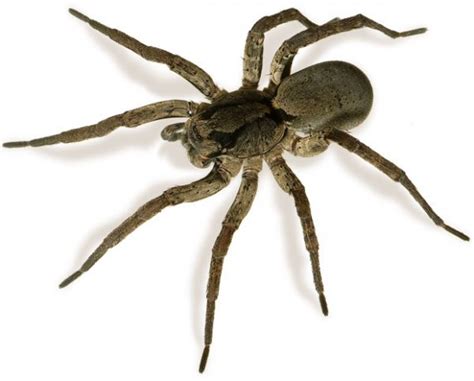 Gallery: Australian spiders - Australian Geographic