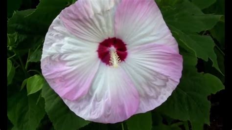 Luna Pink Hardy Hibiscus From Early Spring Through Summer Youtube