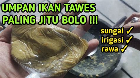 Umpan Paling Jitu Mancing Ikan Tawes Di Sungai YouTube