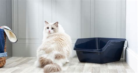 Cat Not Using the Litter Box? Here’s Why (And What You Can Do) | BeChewy