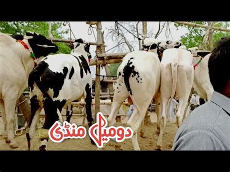 Domail Mandi Today Ll 26 05 2023 Ll Latest Update Ll Part 4 Ll