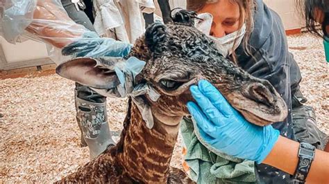 Newborn giraffe dies when mother accidentally steps on its neck after ...