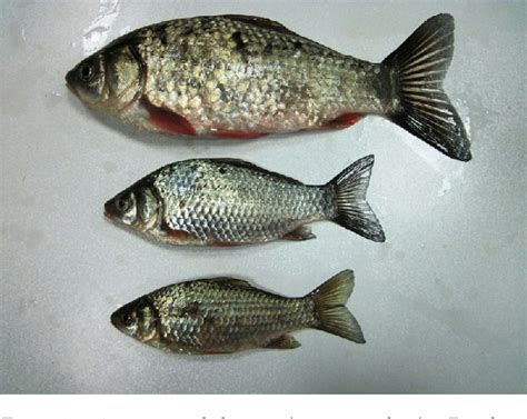 Figure From Range Extension Of The Invasive Freshwater Fish Species