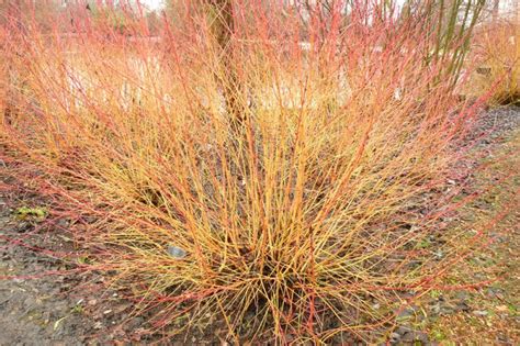 Cornus sanguinea ‘Midwinter Fire’ – Plants – Oak Leaf Gardening