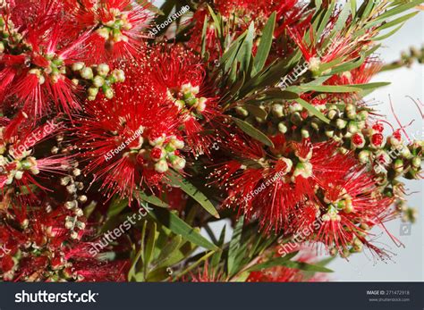 Beautiful Red Flowers Bottlebrush Closeup Horizontal Stock Photo