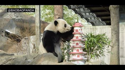 National Zoo Prepares To Say Goodbye To Bao Bao The Panda