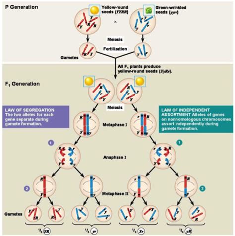 Ch 15 The Chromosome Basis Of Inheritance Flashcards Quizlet