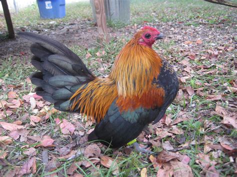 Old English Game Bantam Backyard Chickens Learn How To Raise Chickens