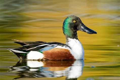 Northern Shoveler Audubon Field Guide