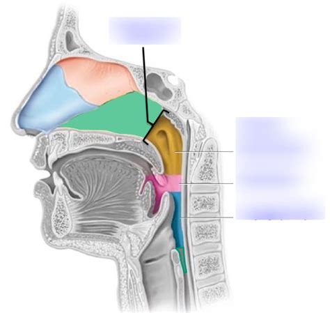 Pharynx And Septum Diagram Quizlet