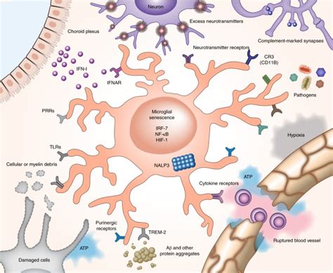 Microglial Immune Checkpoint Mechanisms Nature Neuroscience