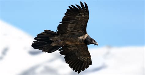 Pyrenees And Alps 99 Bearded Vultures Fledged In 2022 Vulture Conservation Foundation