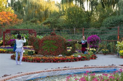 Хризантема в китайской культуре