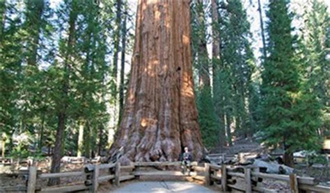 Californian Redwood - The Redwoods - Whakarewarewa Forest, Rotorua, New ...