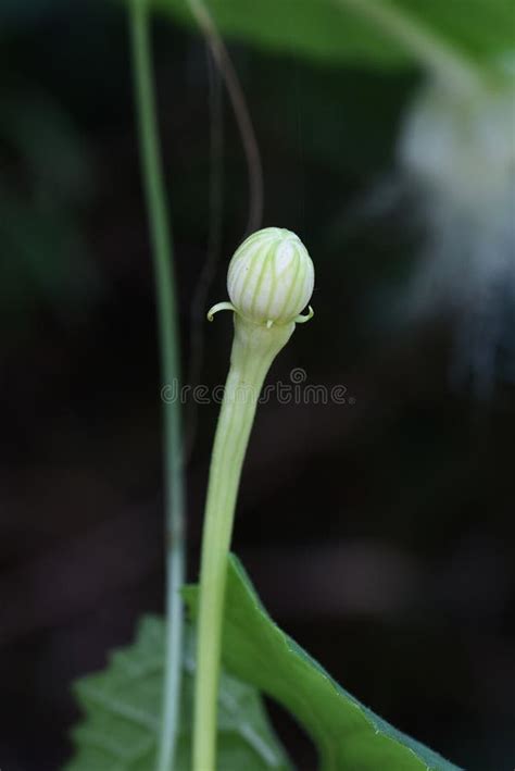 Japanese Snake Gourd Flowers Stock Photo Image Of Macro Rare