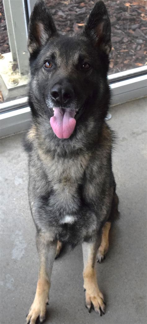 broken arrow animal shelter 5