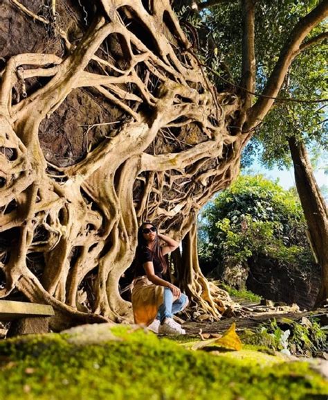 Encounter The Majestic Banyan Tree With Thousand Year Old Roots