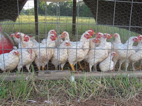 Wild Turkey Farms: Pasture-Raised Chicken