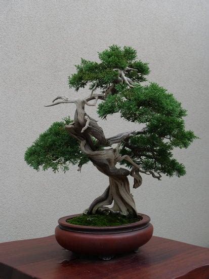 Come Curare Un Bonsai Microcarpa Ginseng Mondo Bonsai