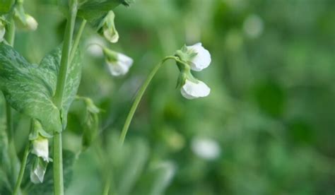 Pea flower: Description, applications, and propagation