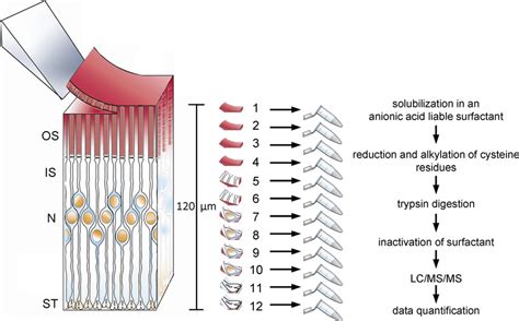 Schematic Illustration Of The Serial Sectioning Technique Sample