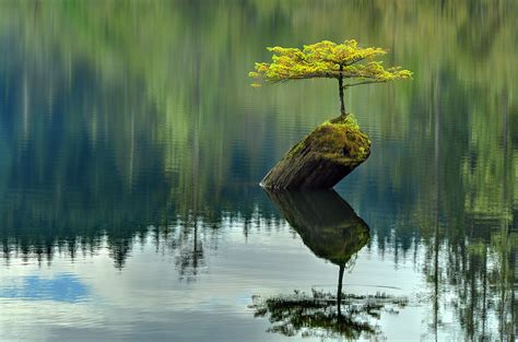 18 Stunning And Very Rare Bonsai Trees