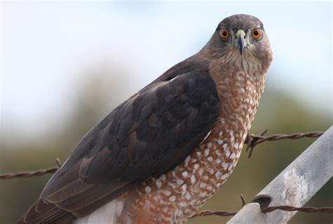 Cooper's Hawk, Accipiter cooperii