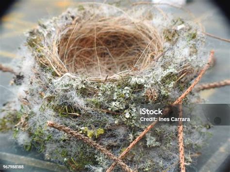 Goldfinch Nest Stock Photo Download Image Now Gold Finch Animal