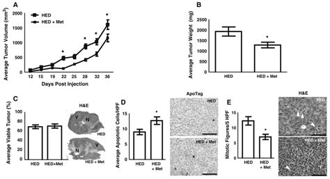 Effect Of Metformin On Tumor Growth Intratumoral Apoptosis And