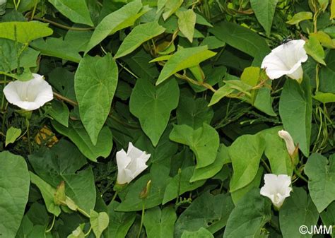 Convolvulus Sepium Calystegia Sepium