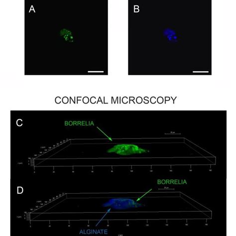 A Representative Three Dimensional 3D Confocal Image Of A Borrelia