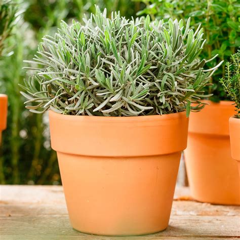 Eataliano Echter Lavendel Cm Topf Online Kaufen Bei G Rtner P Tschke