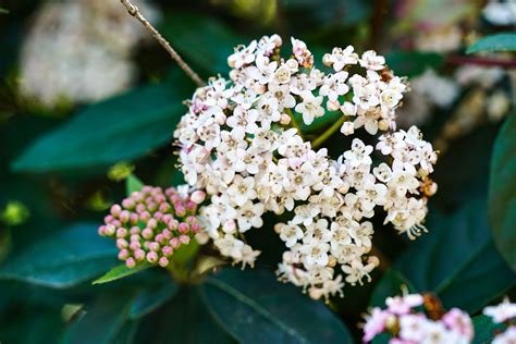 Viburnum Tinus Lorbeer Schneeball Jetzt G Nstig Online Kaufen Bei