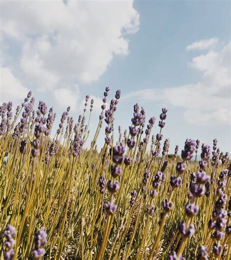 Lavender Fields | StephC
