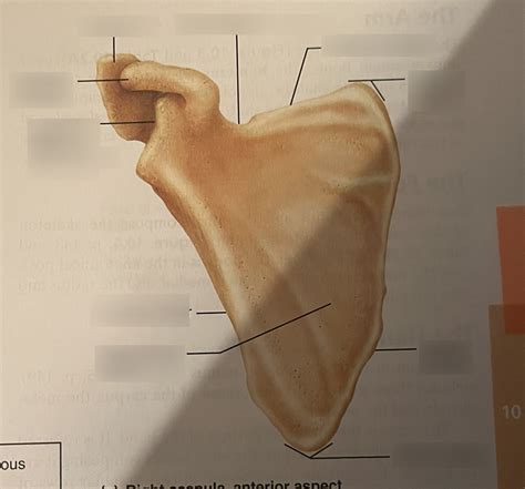 Anterior View Of Scapula Lab Test Diagram Quizlet