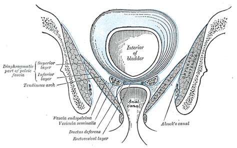 Hypogastric sheath - Anatomy MCQ « PG Blazer