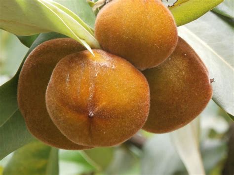 M Tech Gardens Rare Velvet Apple Mabolo Fruit Live Seedling Plant