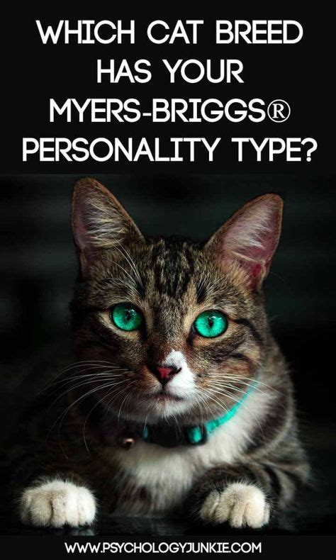 Which Cat Breed Fits Your Myers Briggs® Personality Type Boy Cat