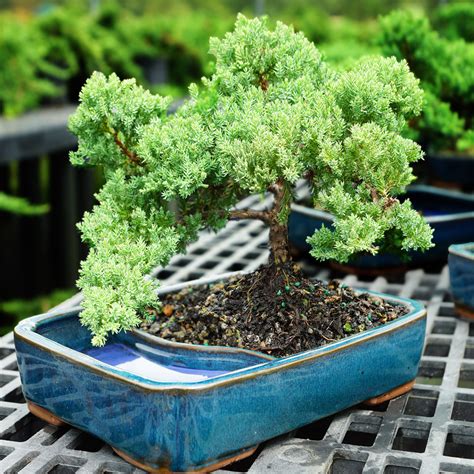 Green Mound Juniper Procumbens Nana Outdoor Bonsai 8 10 Brussels