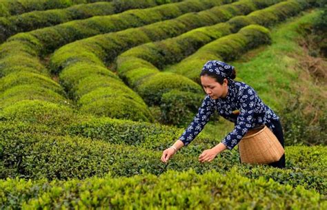 非遗茶会 江西婺源绿茶：汤清润厚藏经年腾讯新闻